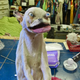 Imagen: Bad Taxidermy